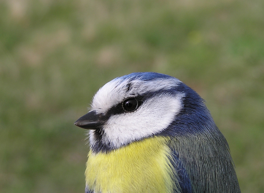 Blue Tit, Sundre 20080503